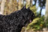 BOUVIER DES FLANDRES 312